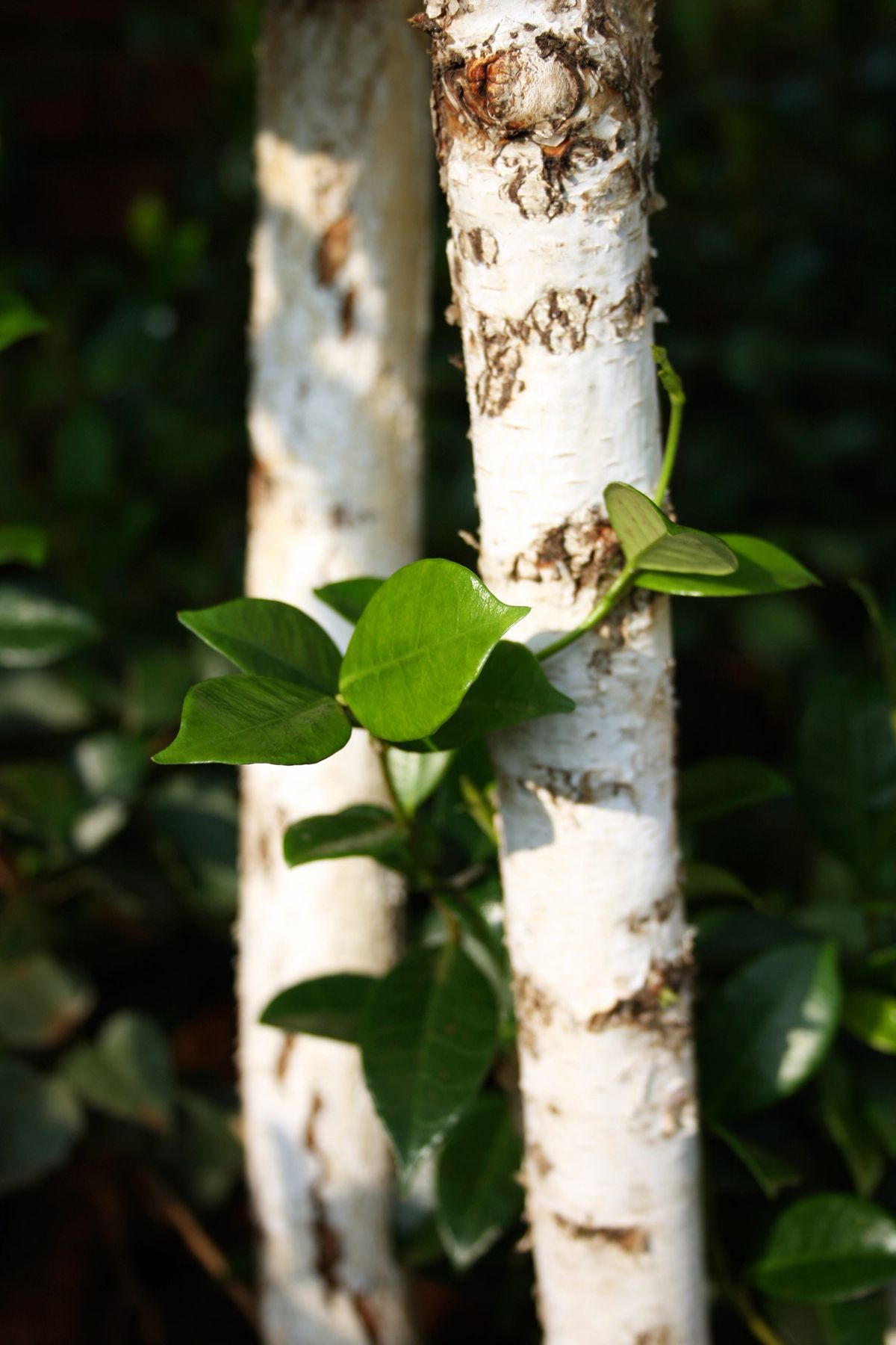 Abedul blanco con vegetacion