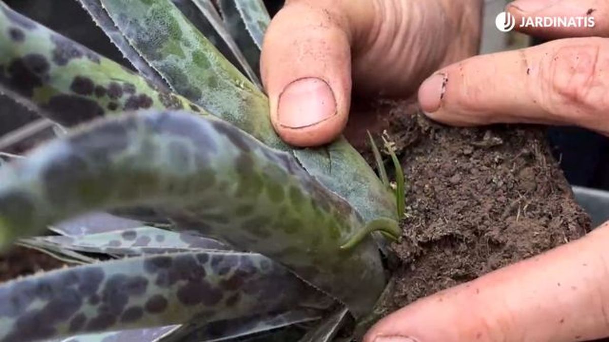 hijuelo de mangave jardinatis 23 35