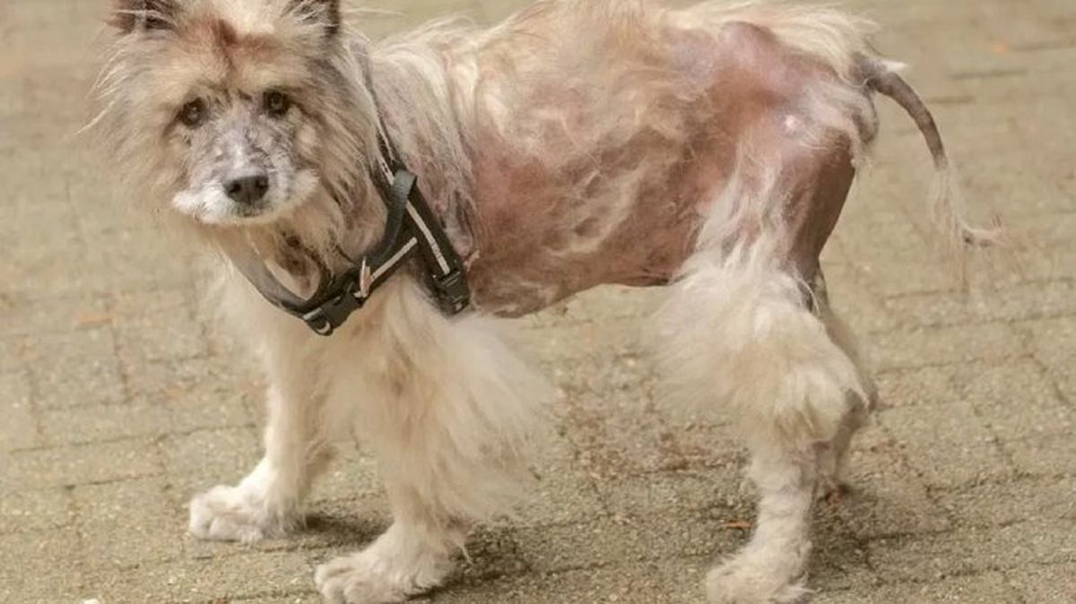 leishmaniosis canina 7