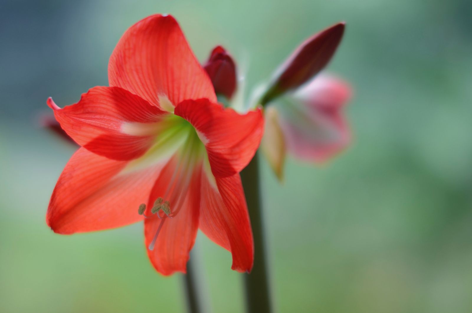 amarilis xl amarilis xl