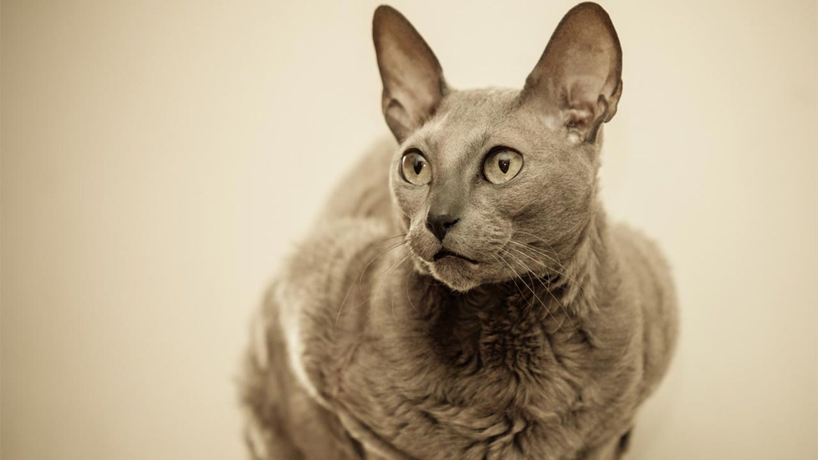 gato egipcio