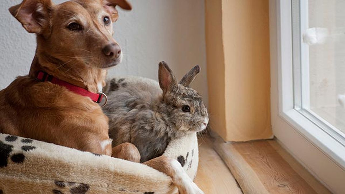 conejo y perro