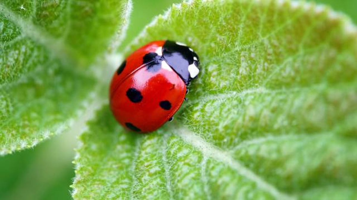 animales que empiezan por M mariquita