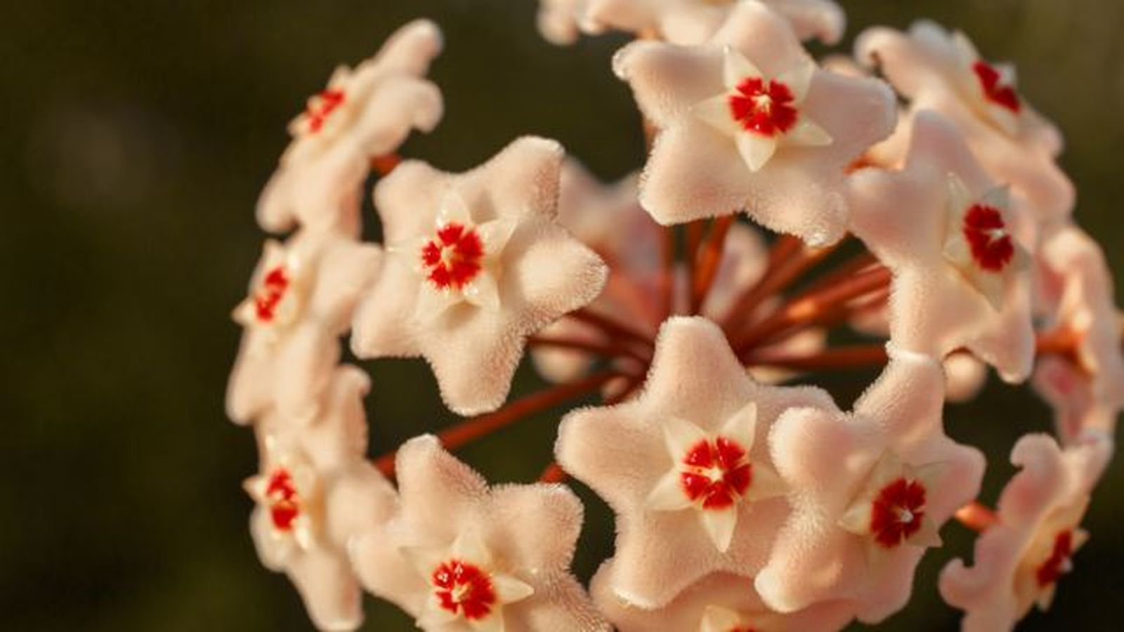 flor de cera olor agradable flor de cera olor agradable