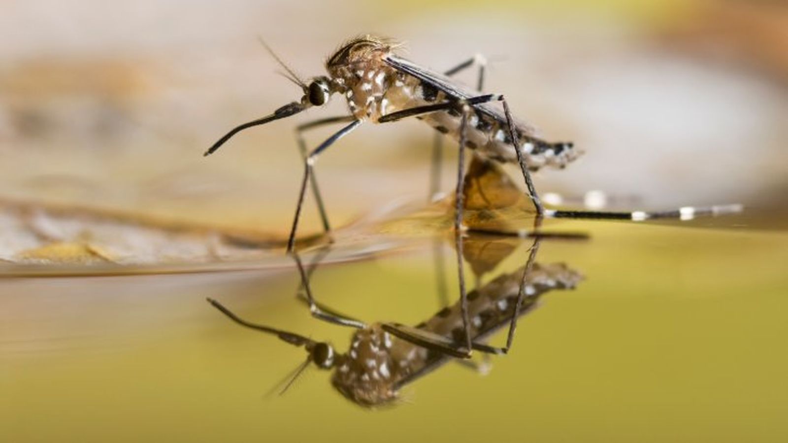 que pasaria si desaparecieran los mosquitos 14
