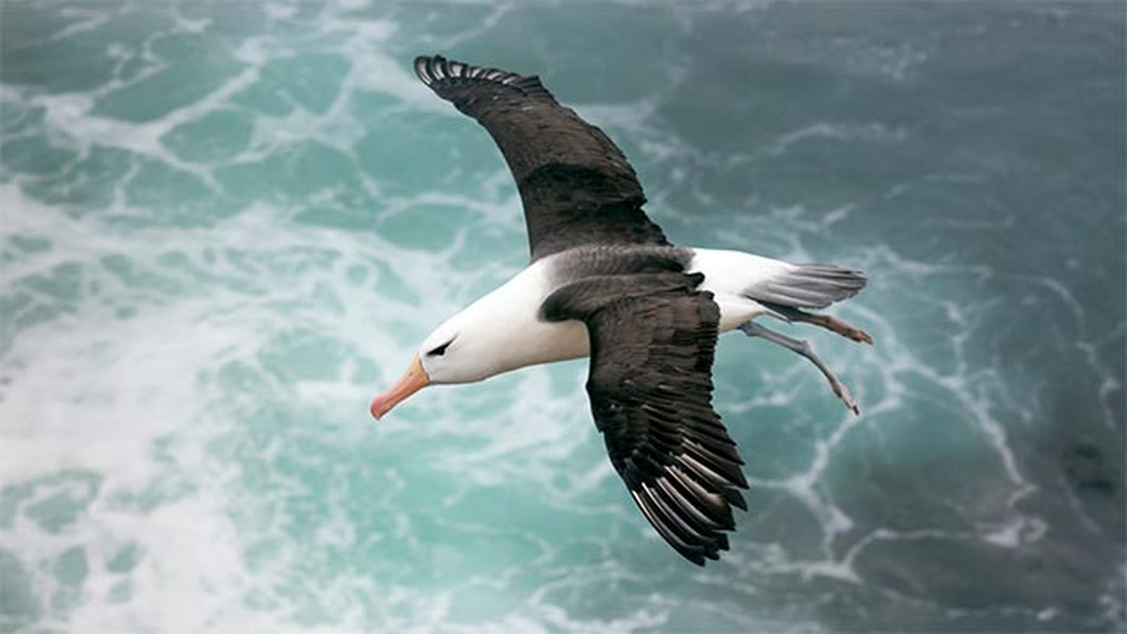 albatros albatros