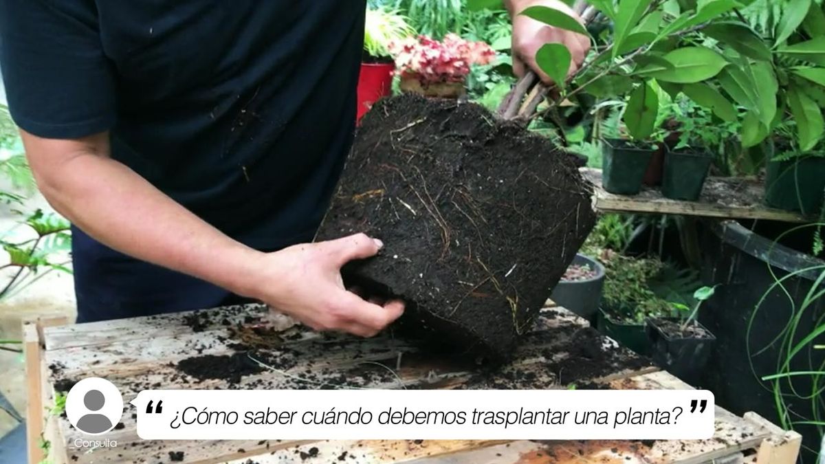 cada cuanto trasplantar una planta yt
