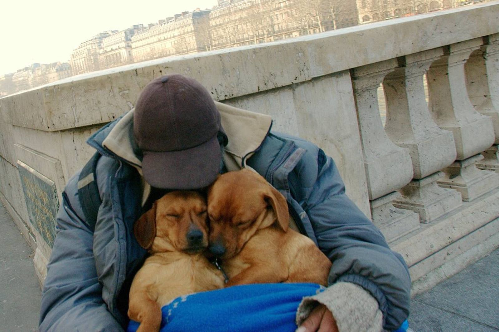 La falta de recursos económicos complica el acceso a una asistencia veterinaria gratuita.