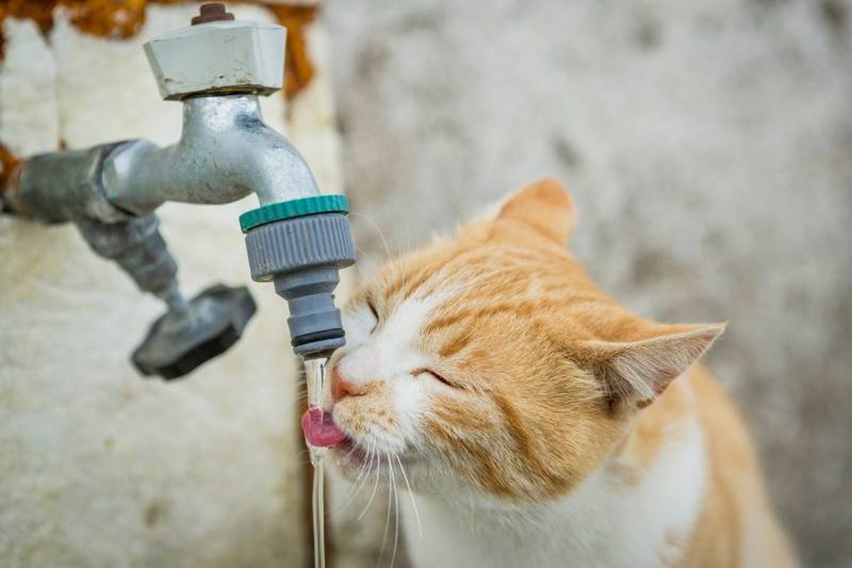 Si tu gato tiene acceso a agua fresca y limpia evitarás que se deshidrate