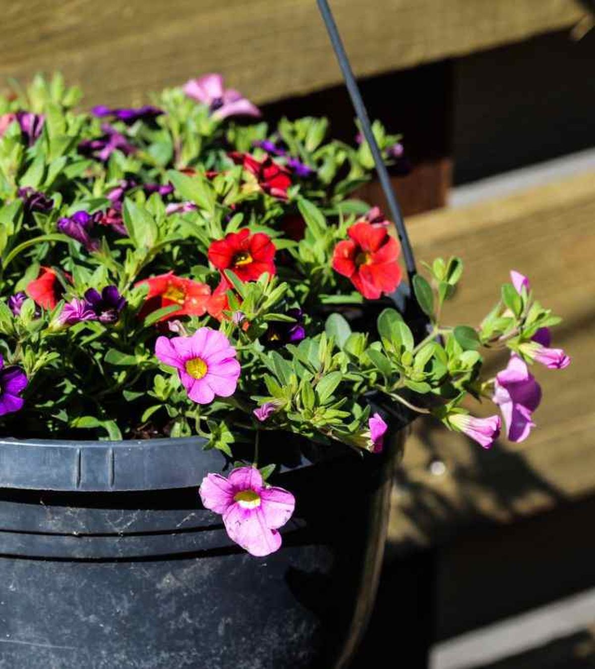 La calibrachoa es ideal para cestos colgantes