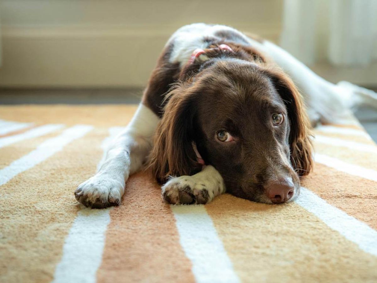 Si tienes mascotas en casa, notarás cómo las alfombras acumulan pelo, olores y suciedad más rápido.