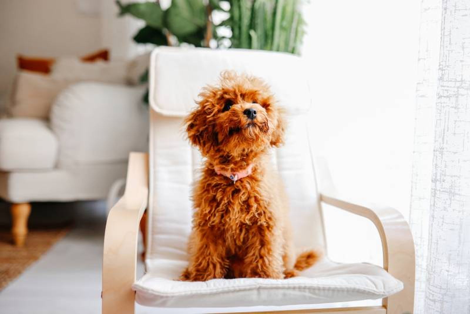 En un hotel para perros tu mascota se sentirá como en casa En un hotel para perros tu mascota se sentirá como en casa