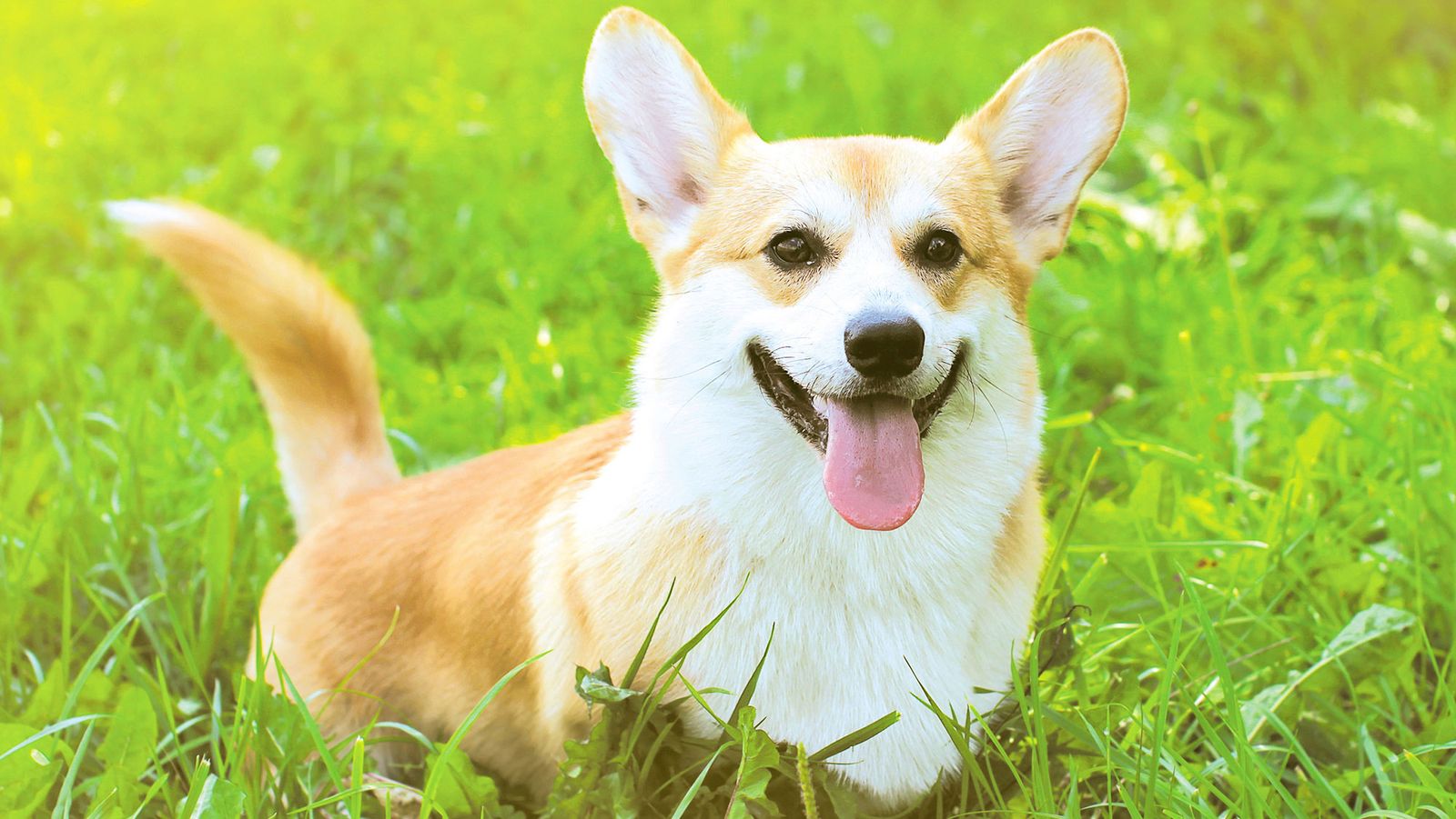 Razas perro origen gales Corgi Pembroke