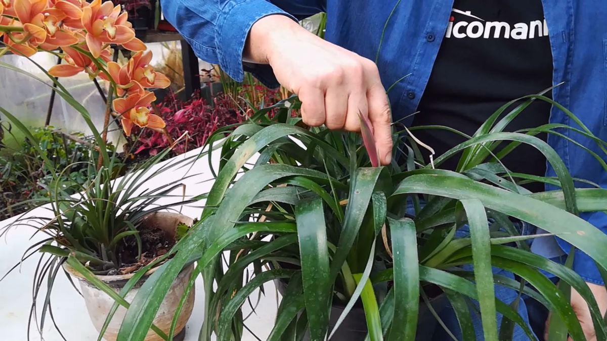 bromelias rustica flor