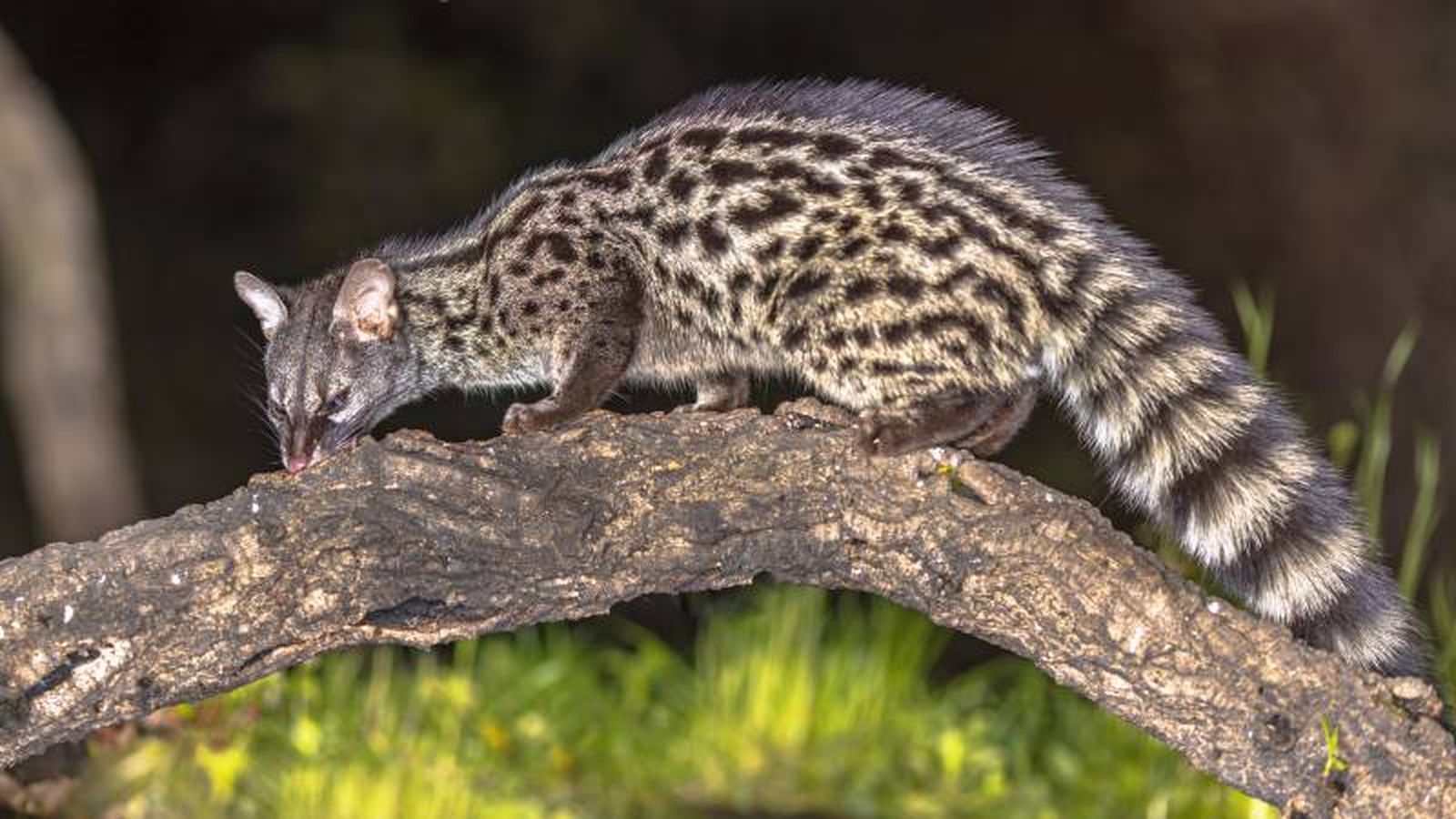 La jineta se encuentra sobre todo en zonas boscosas y áreas de matorral. La jineta se encuentra sobre todo en zonas boscosas y áreas de matorral.