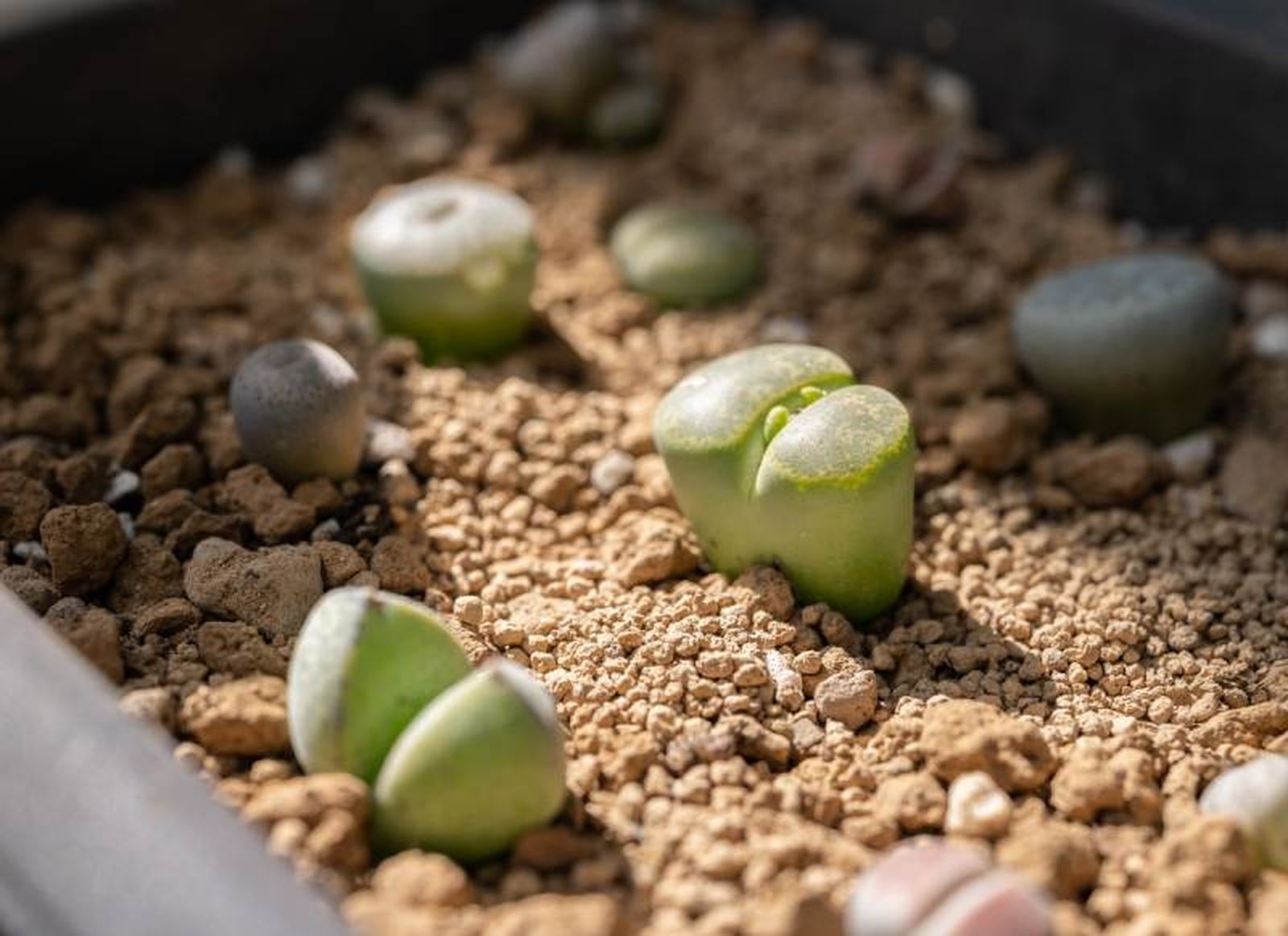 Lithops. Lithops.