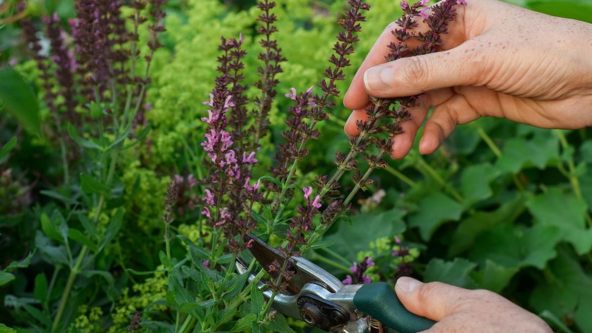 La salvia requiere una poda regular