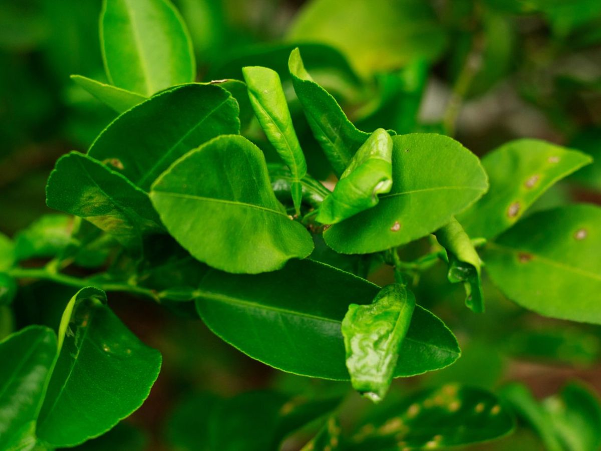 Minador en cítricos.