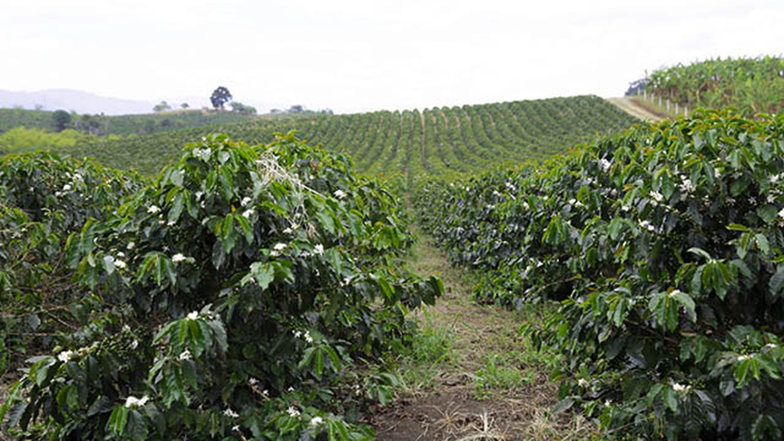 cultivo del cafe en el mundo cultivo del cafe en el mundo