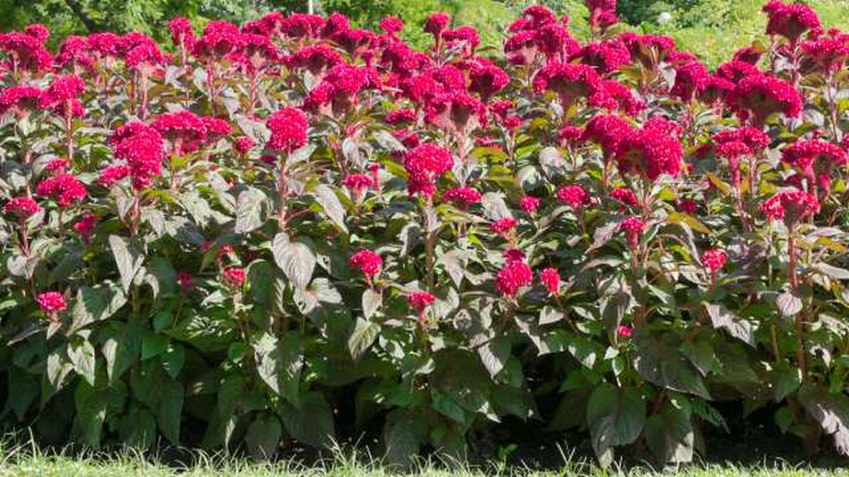 Cresta de gallo en el jardín