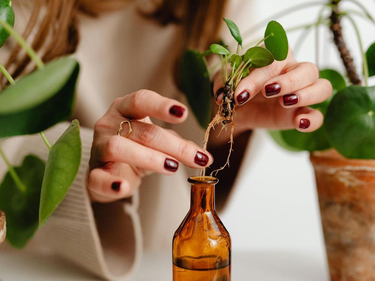 Enraizando esquejes con enraizantes caseros.