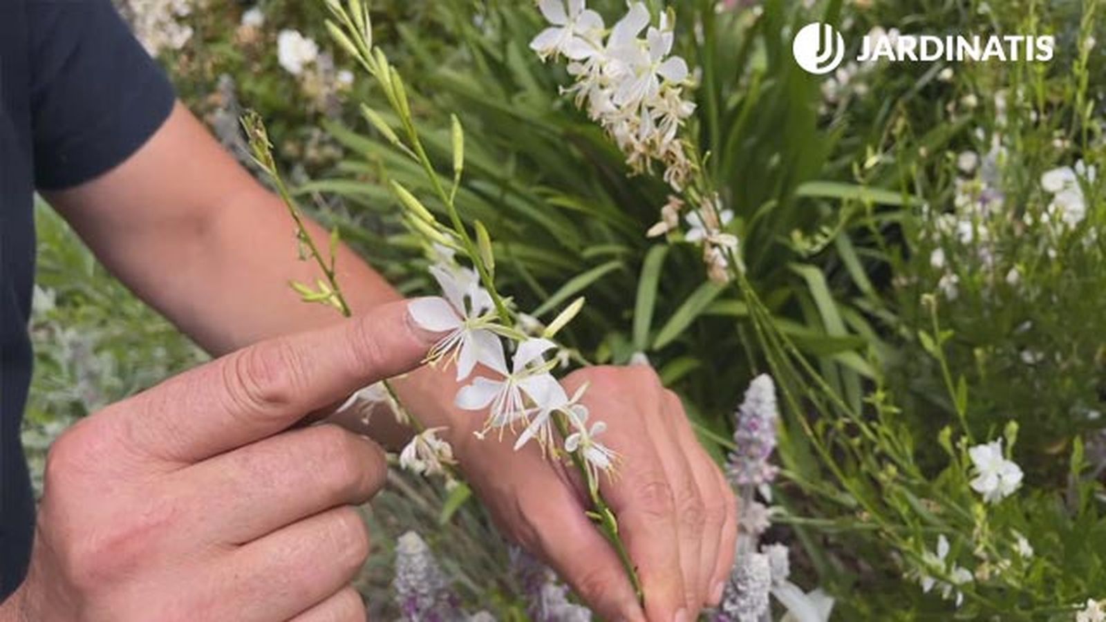 gaura planta flor para decorar jardin en gris blanco xl gaura planta flor para decorar jardin en gris blanco xl