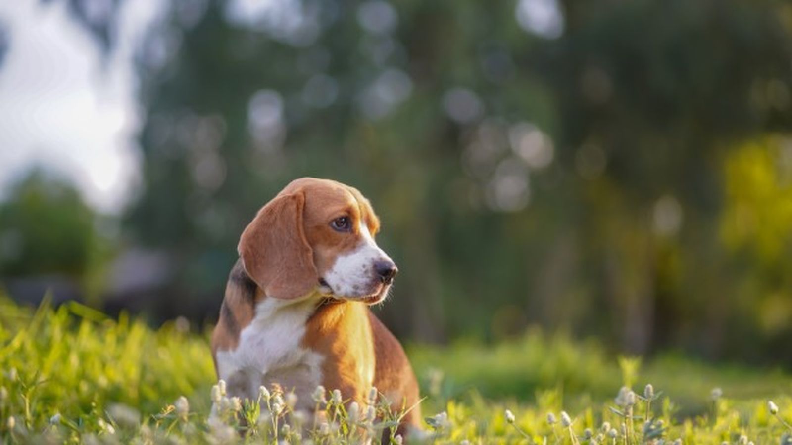 beagle 1 beagle 1