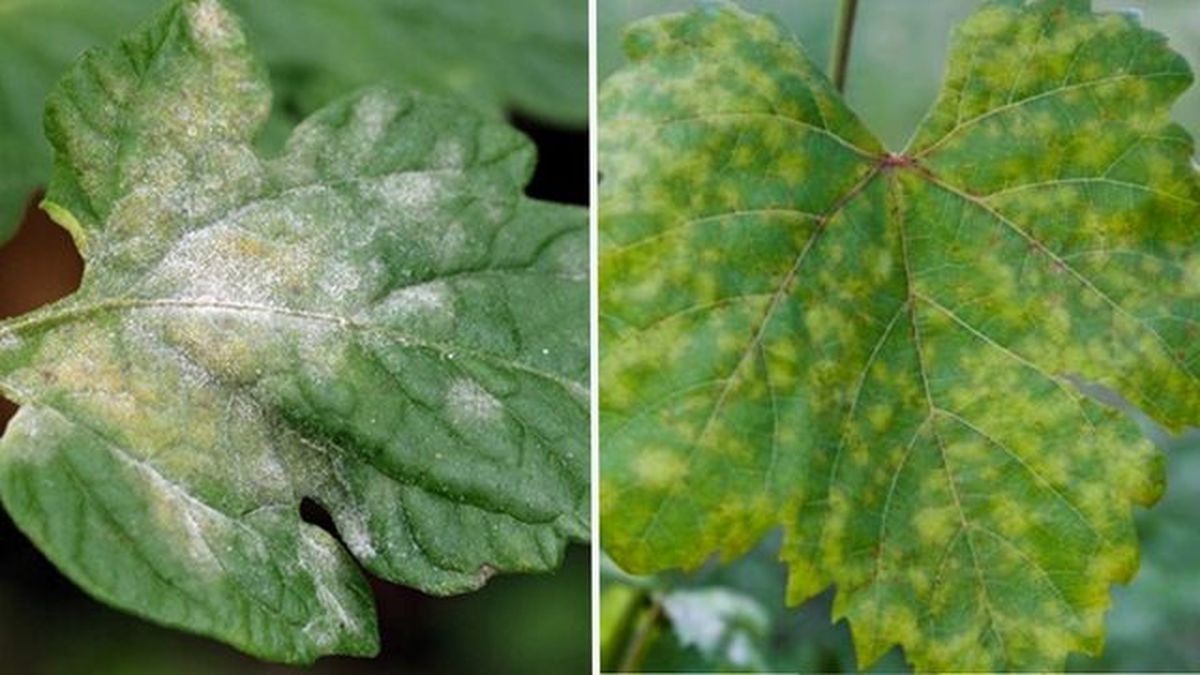 como diferenciar oidio y mildiu