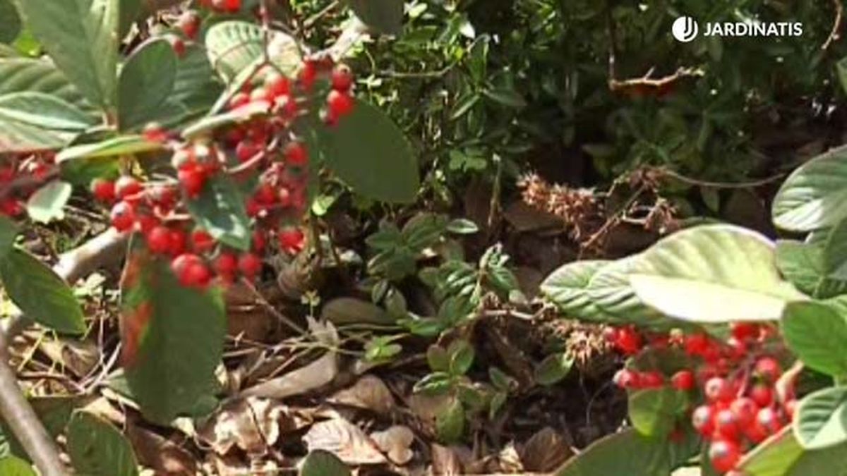 cotoneaster salicifolius en el jardin jardinatis