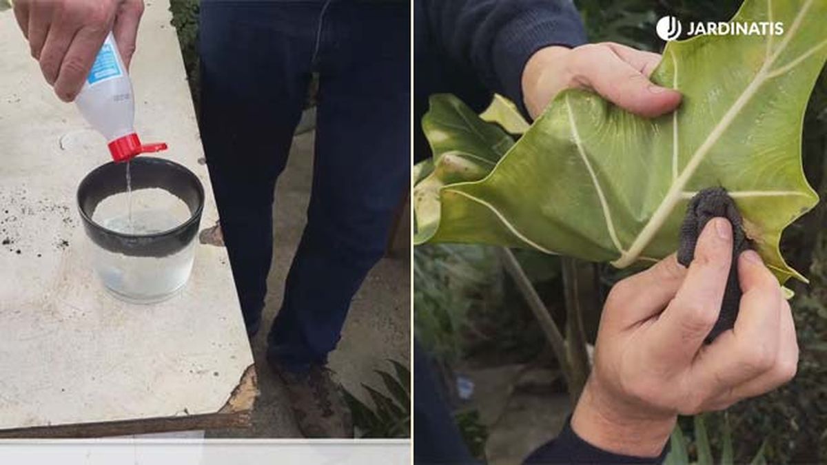 remedio casero contra arana roja orejas de elefante jardinatis