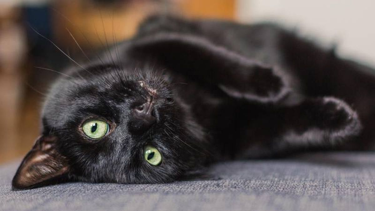 Existe la necesidad de extremar la precaución en las adopciones de gatos negros.