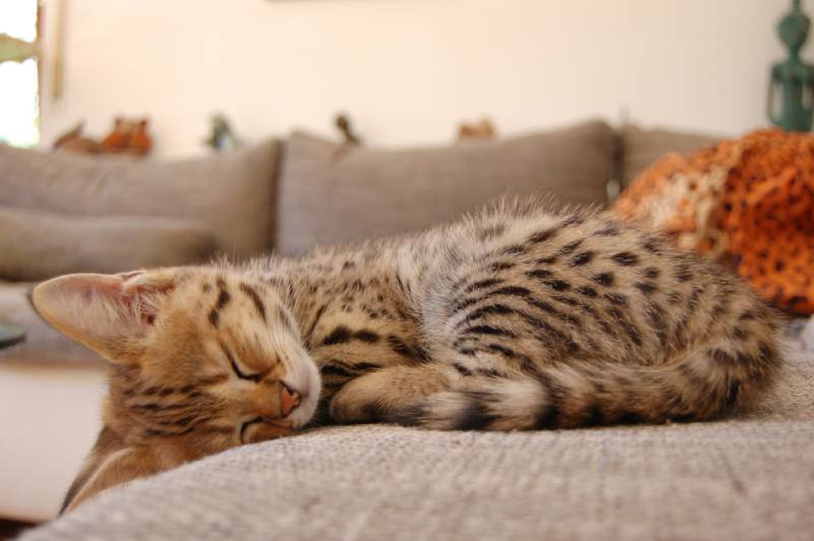 El savannah combina la docilidad de un gato doméstico con la apariencia de un felino salvaje. El savannah combina la docilidad de un gato doméstico con la apariencia de un felino salvaje.