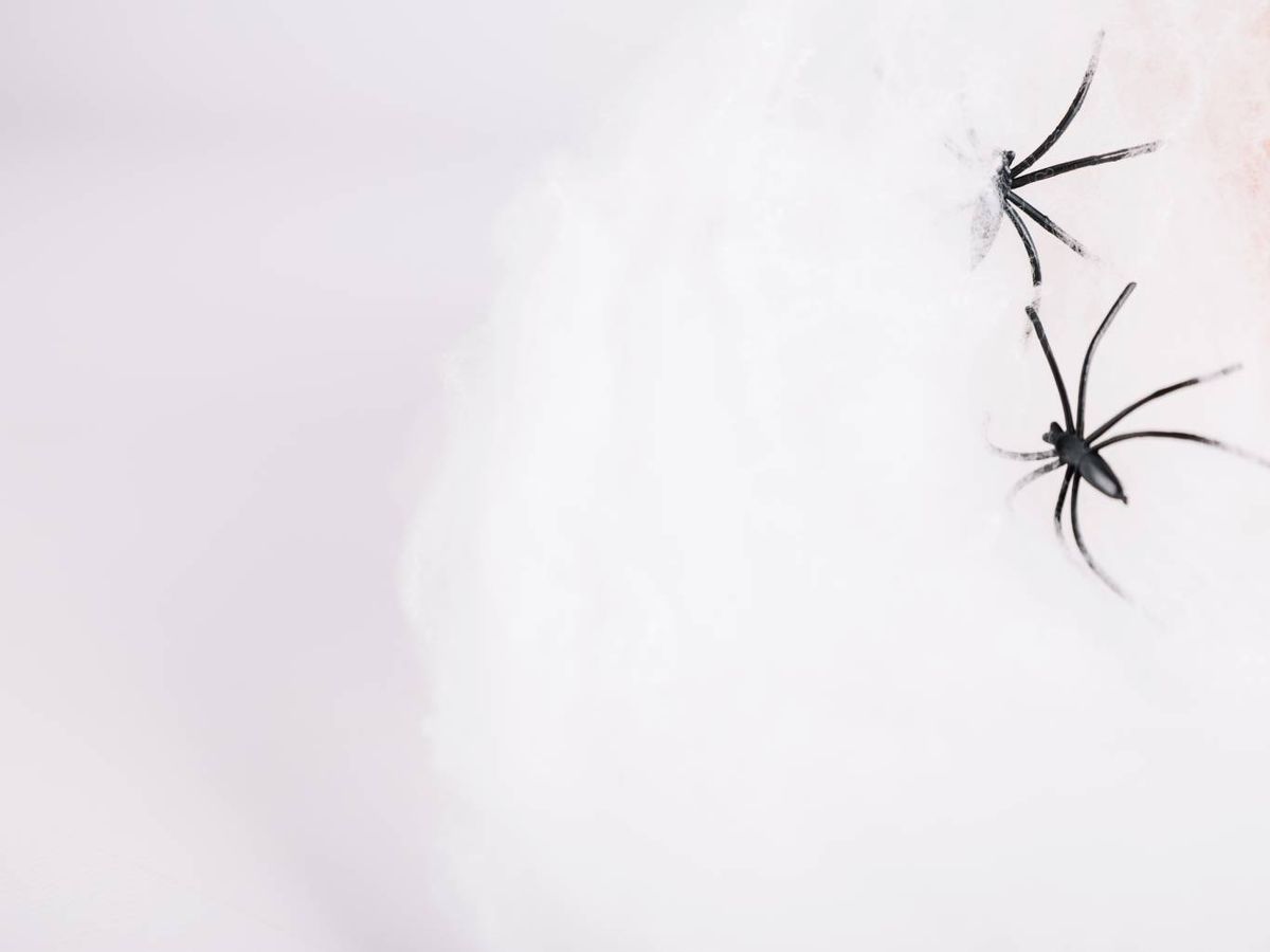 Evitar la entrada de estos arácnidos en el hogar no solo es posible.