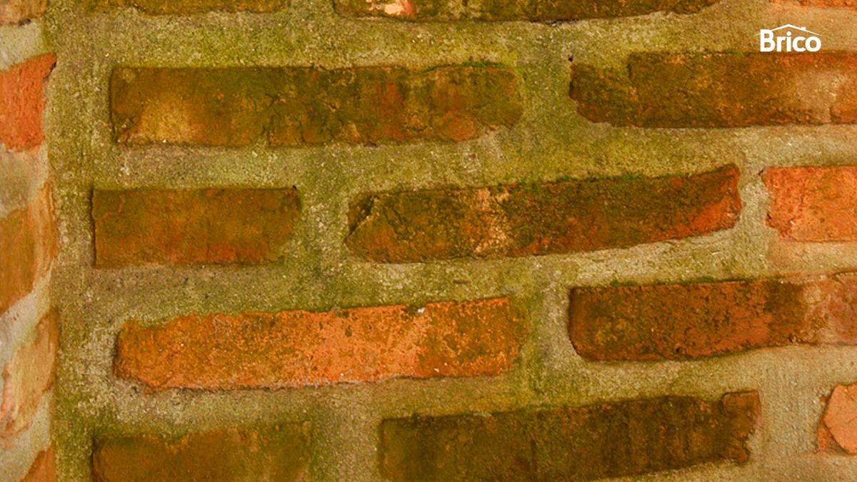 Proteger ladrillos de hongos y moho inicio