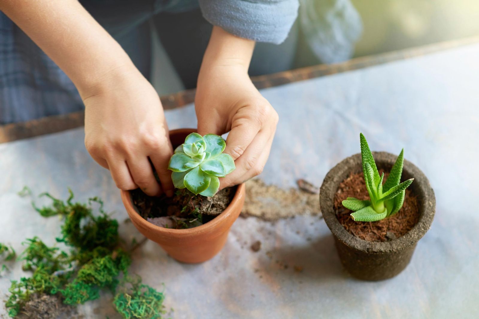 Reproducir plantas crasas con esquejes de hojas