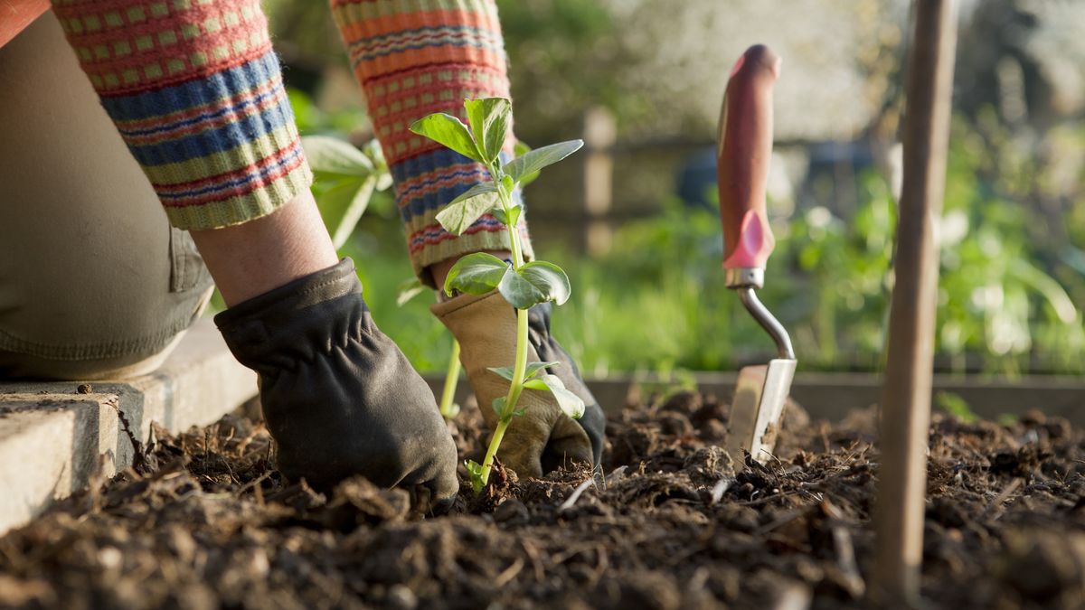 Las raíces de las plantas no están hechas para manipularlas constantemente