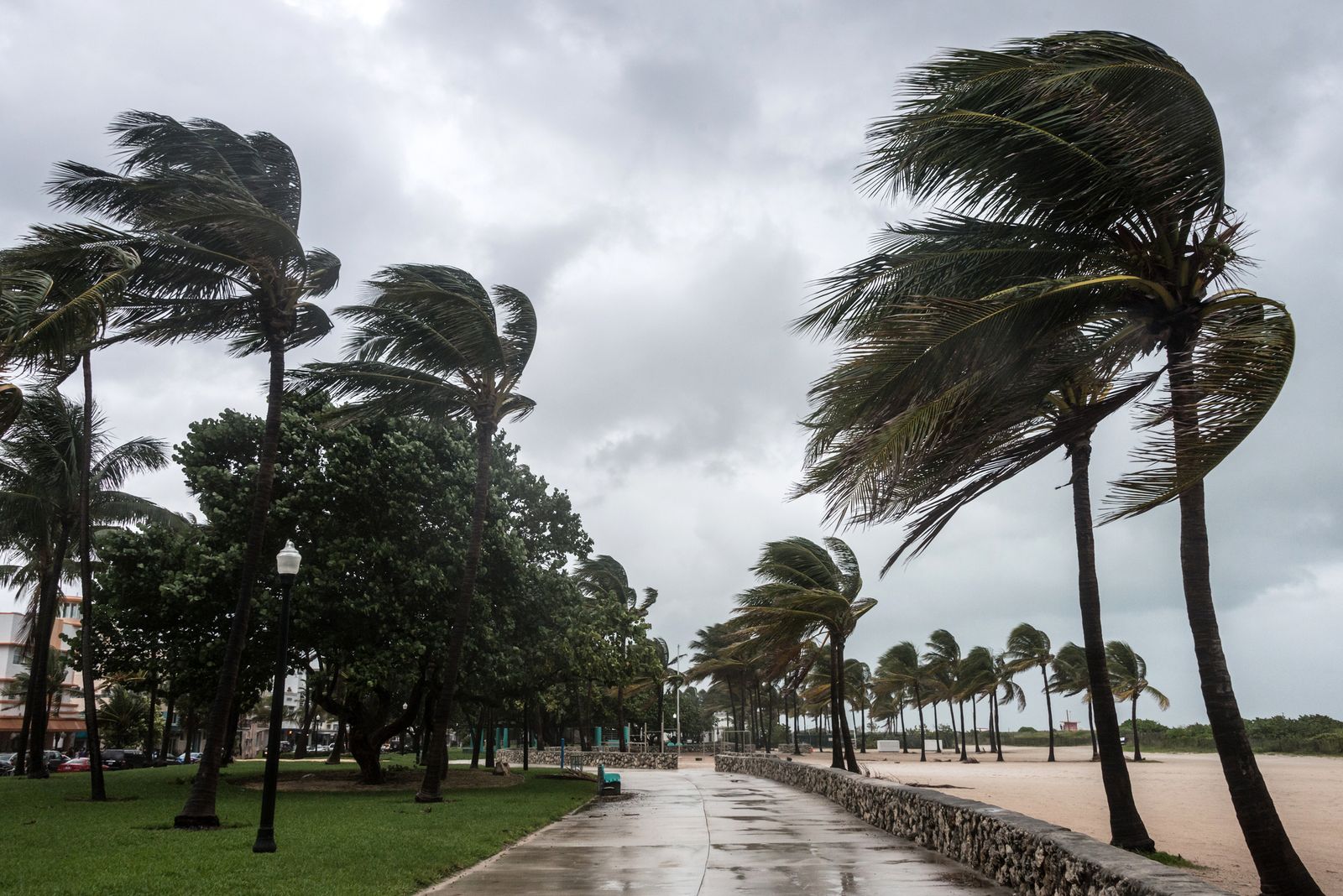 El viento modifica la forma de crecer de las plantas