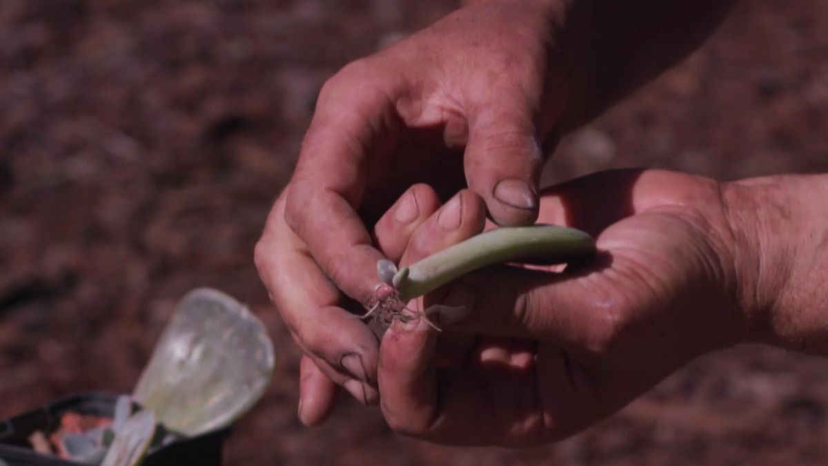 brico 1007 jardin esquejes de hoja