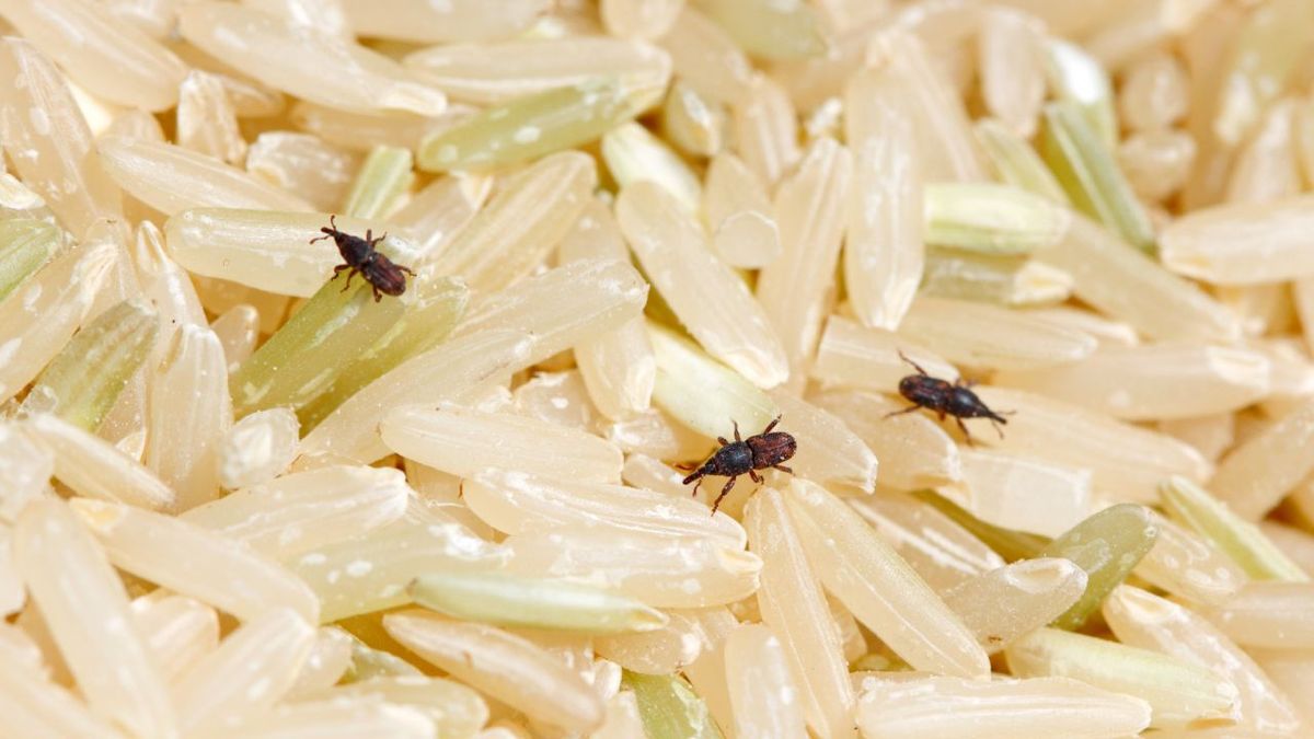 Gorgojos en el arroz