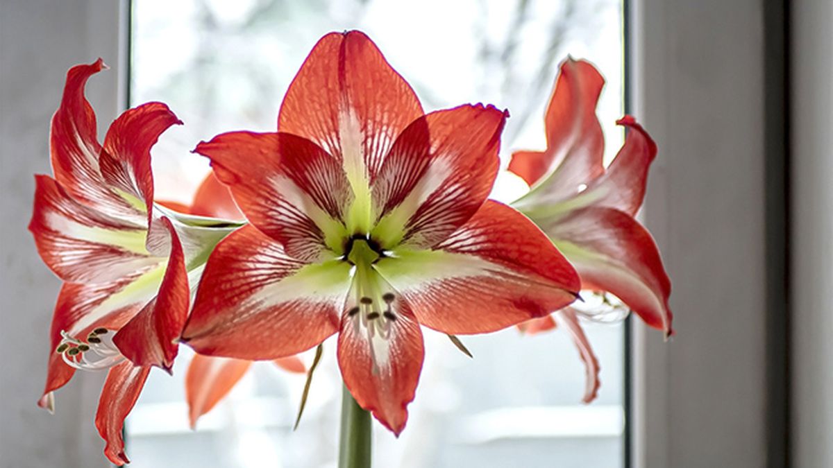 amarilis floracion invierno