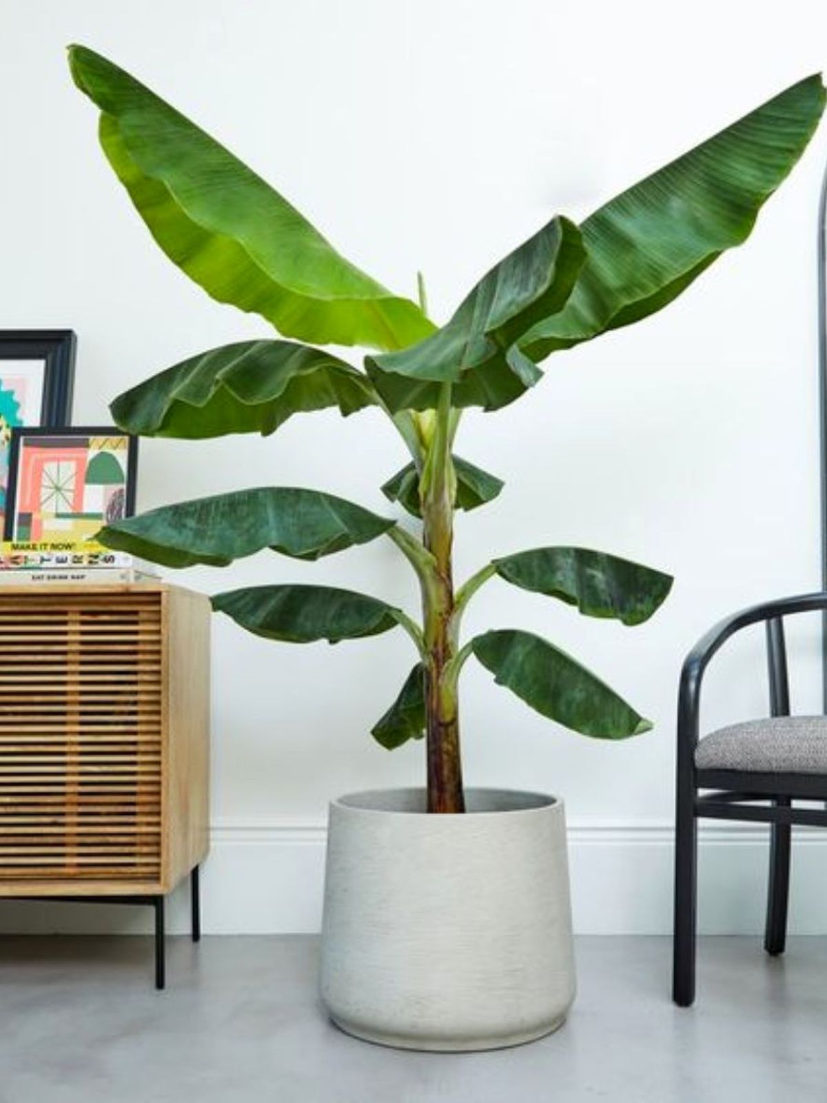 Musa dwarf cavendish planta casa grandes