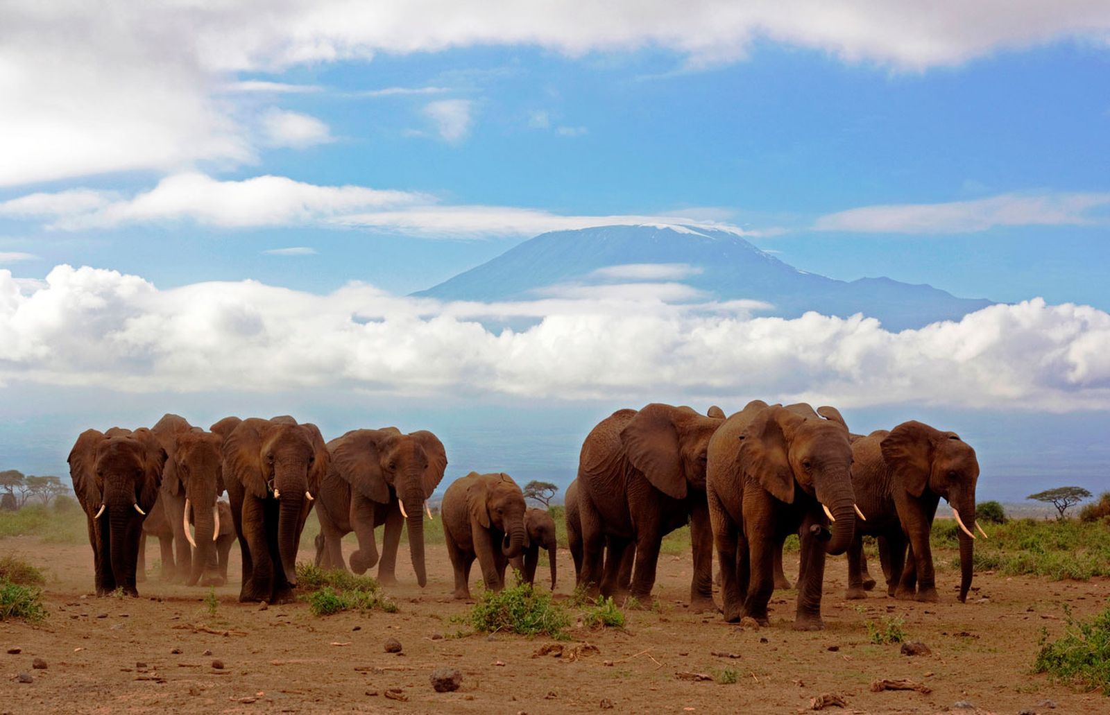 animales que dan buena suerte elefante animales que dan buena suerte elefante