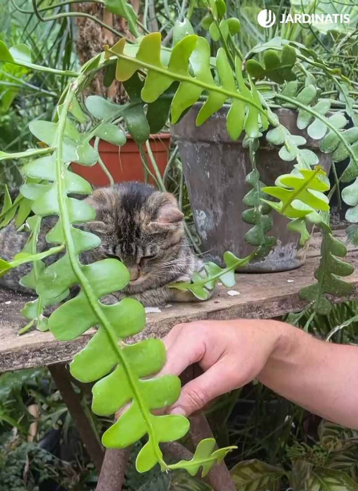 Epiphyllum anguliger.