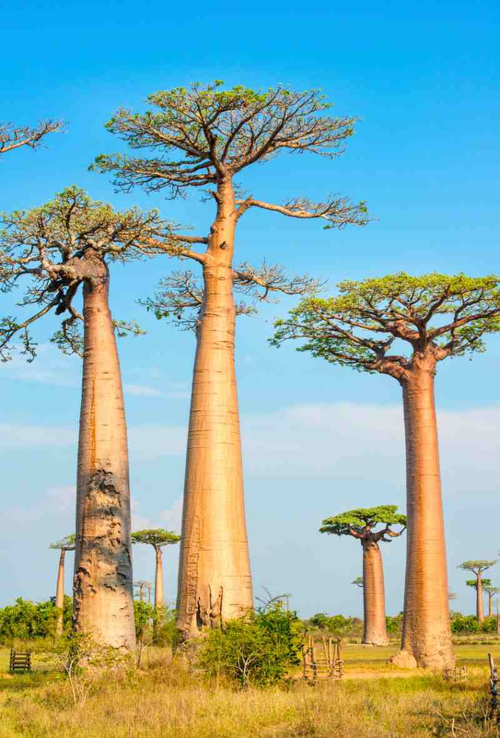 Adansonia digitata.