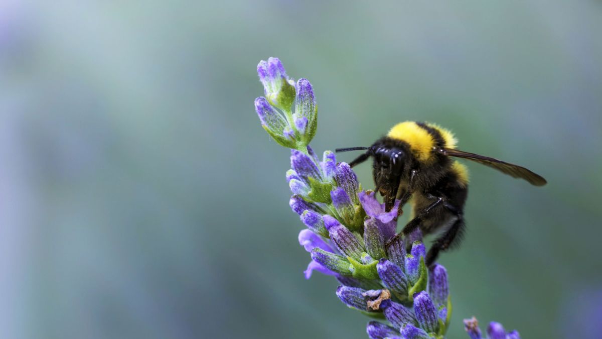 La floración está estrechamente relacionada con el ambiente