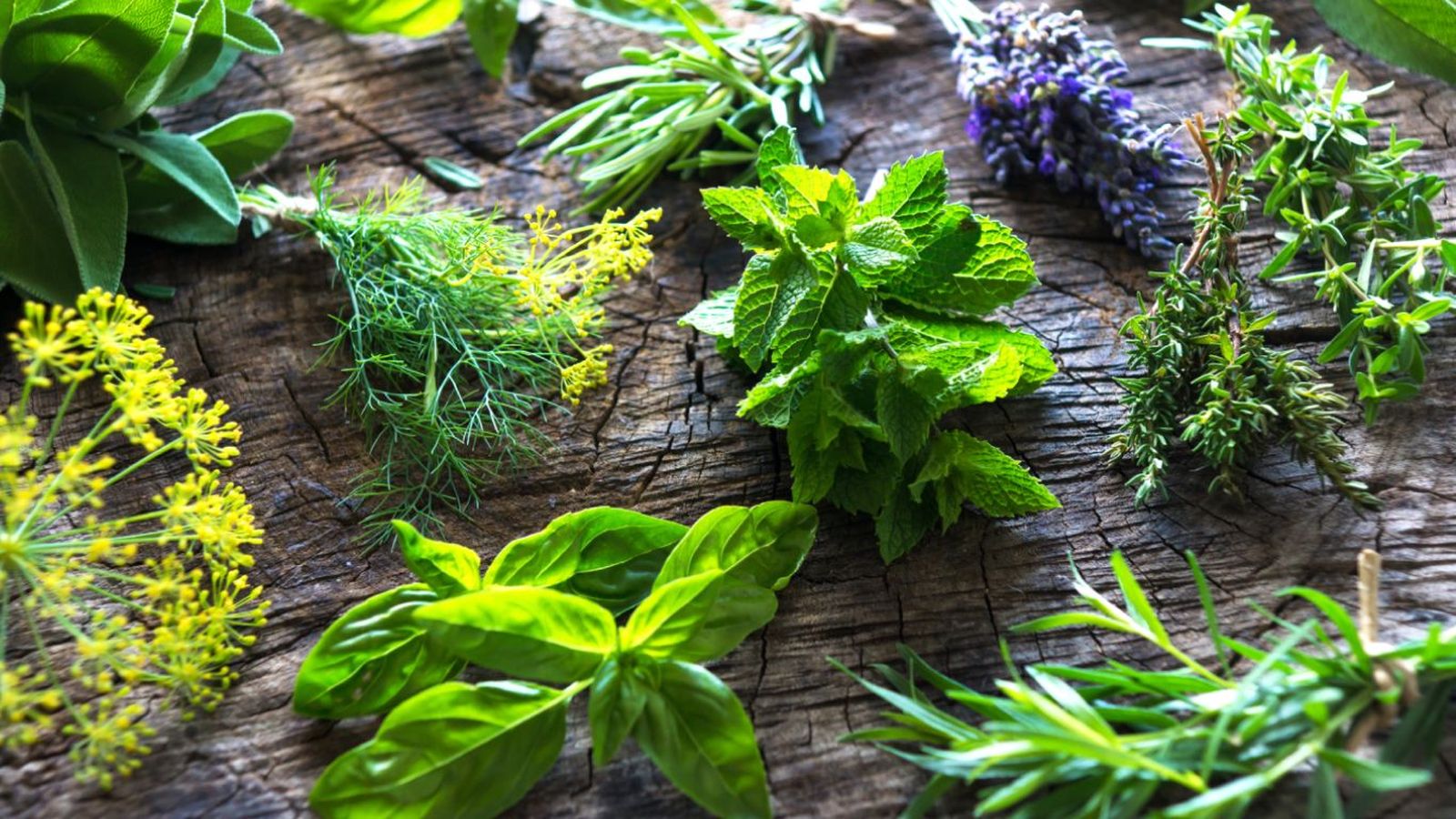 Hierbas aromáticas frescas