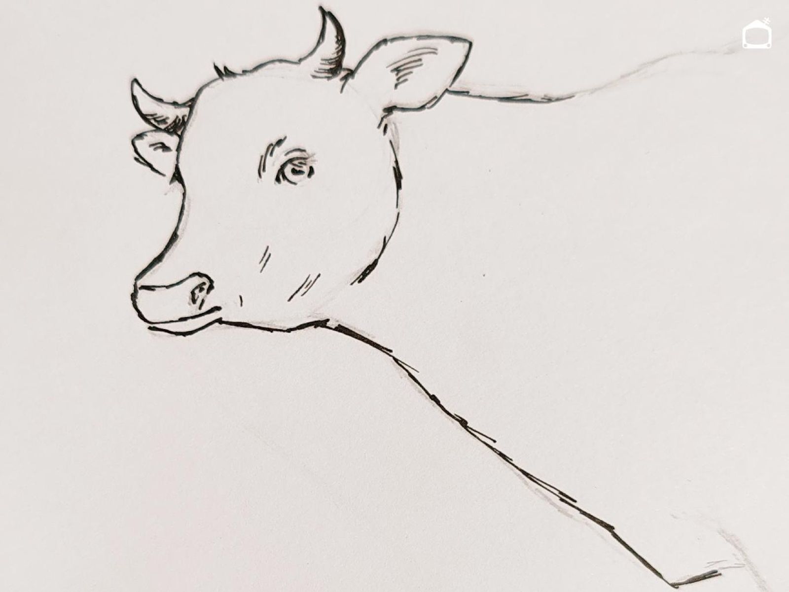 Dibujo de una vaca realista a bolígrafo. Dibujo de una vaca realista a bolígrafo.