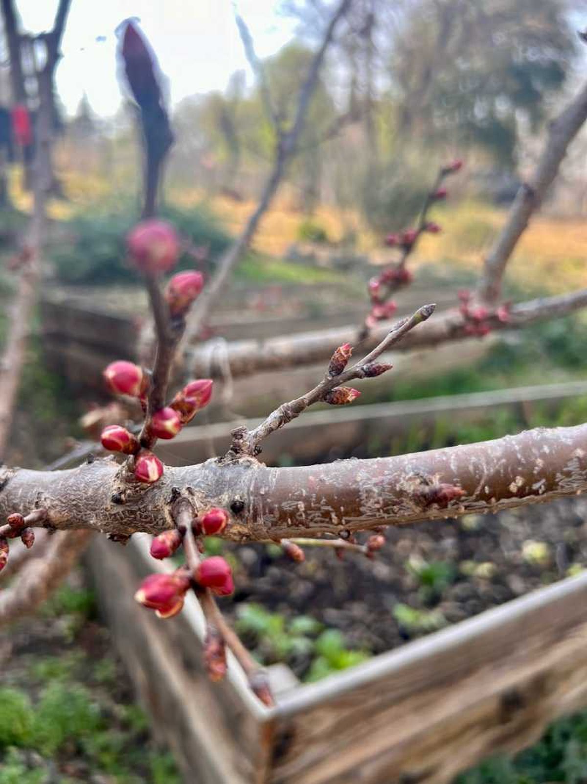 Brotes de flor de Prunus armeniaca