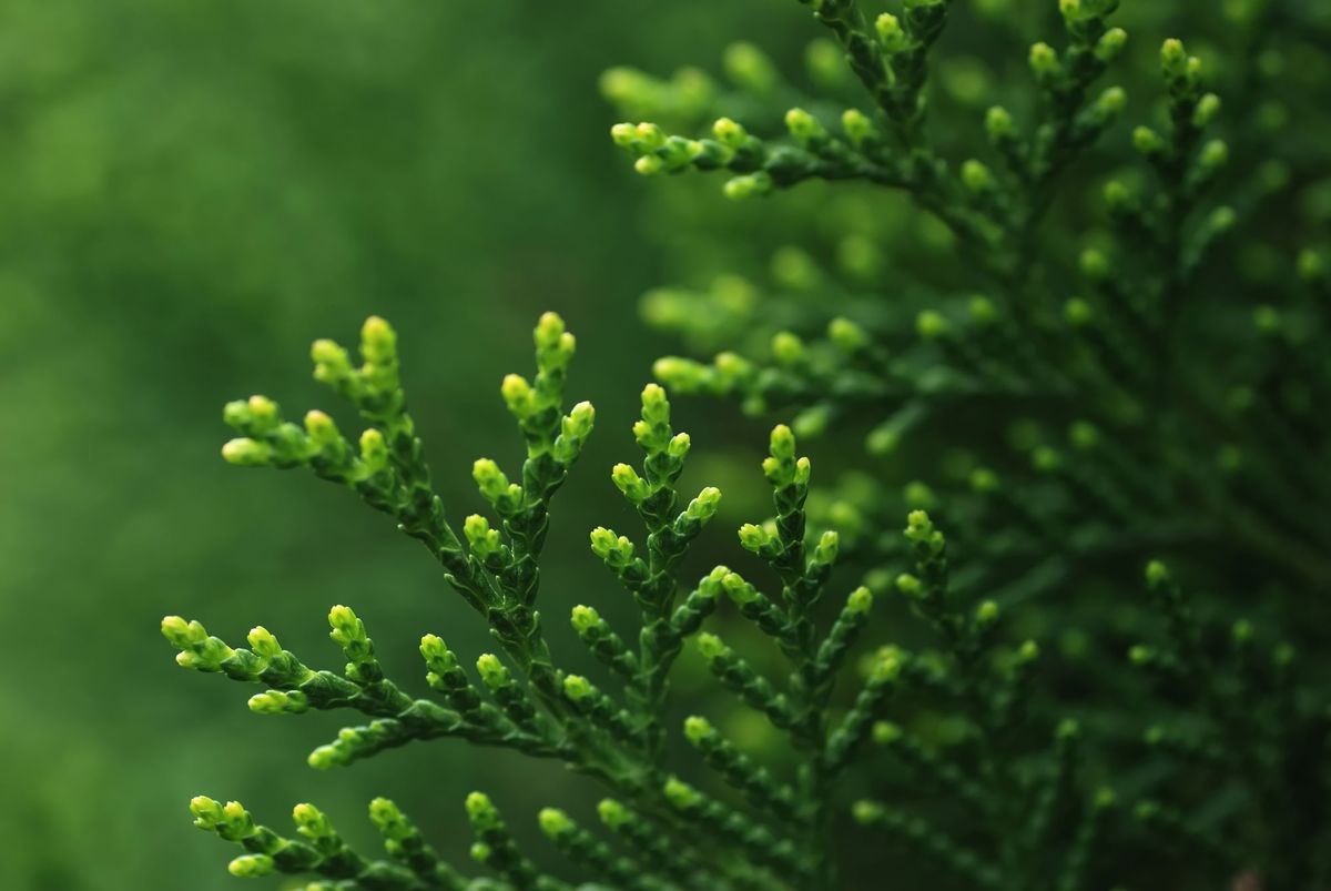 Juniperus media mint julep