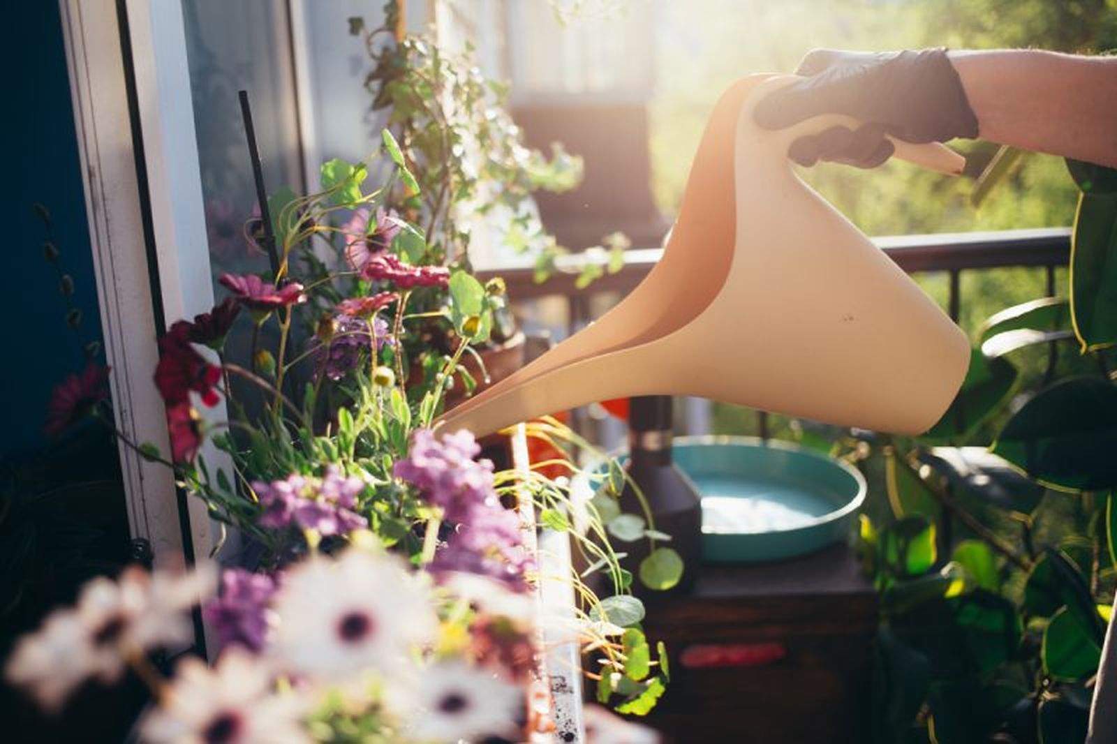 No mojes las flores de las plantas No mojes las flores de las plantas